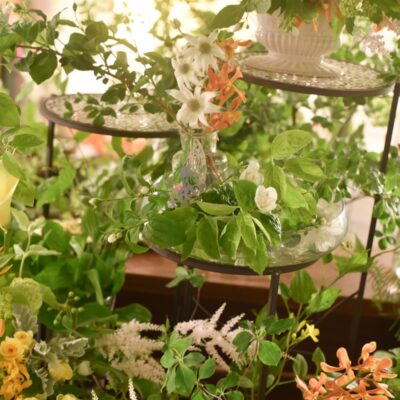 6/20(土)ドウダンツツジの花瓶活け⭐単発レッスンのご案内