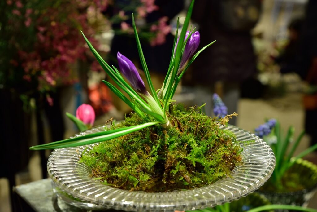 ＣＯＲＥＤＯ室町 日本一早いお花見「FLOWERS」イベントに参加しました