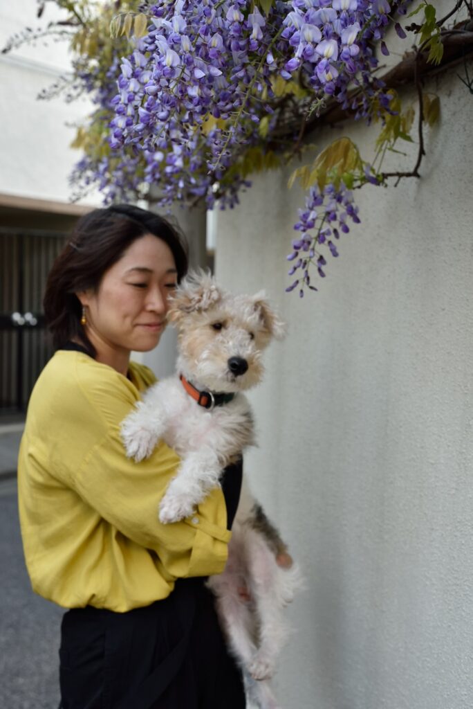 春です！壁に藤を誘引してみたら、藤棚ならぬ藤壁ができあがりました