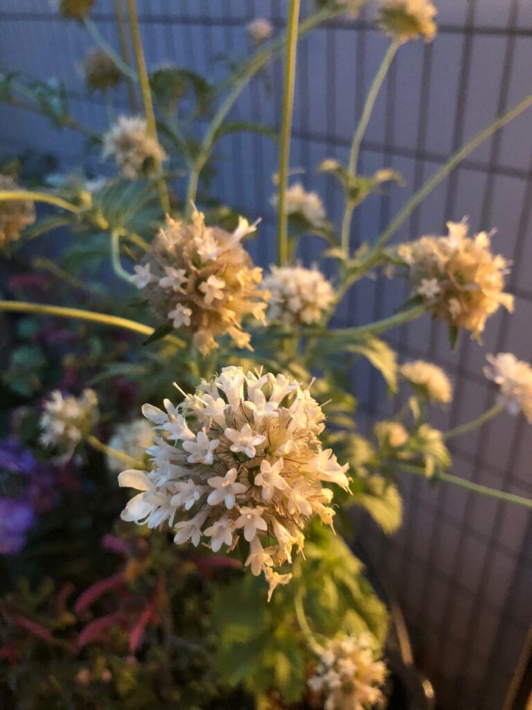 花が咲いた後には、何ができる？