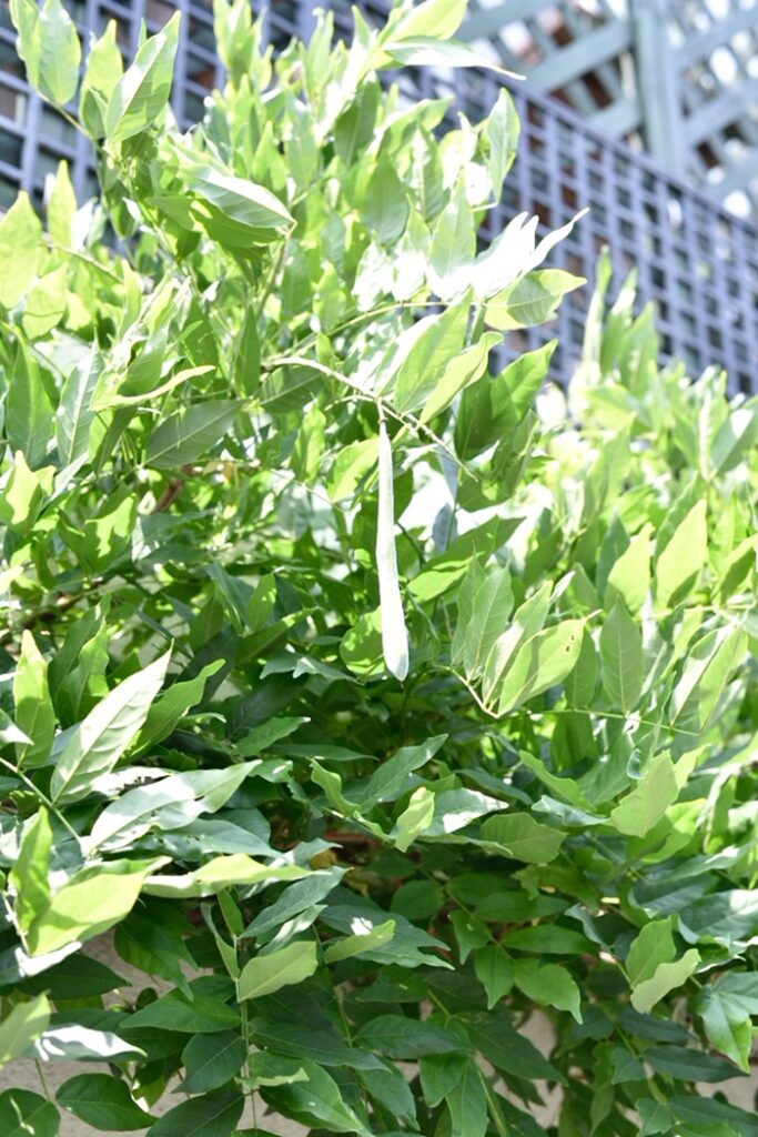花が咲いた後には、何ができる？