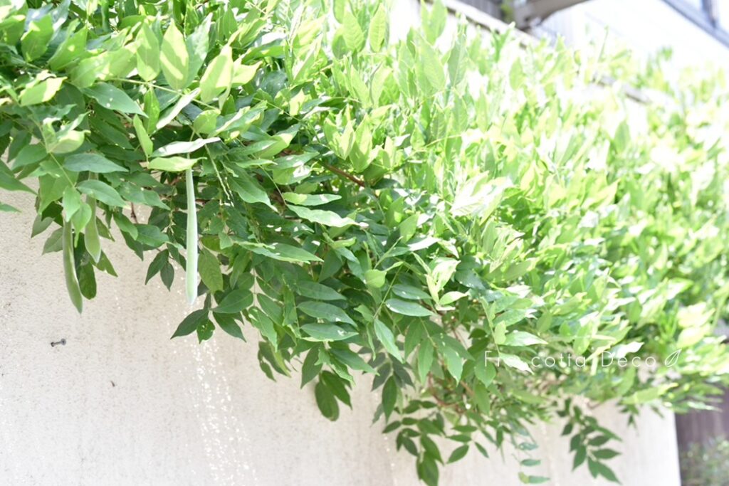 花が咲いた後には、何ができる？