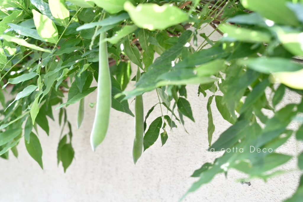 花が咲いた後には、何ができる？