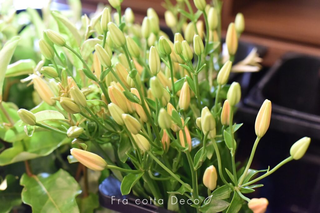 本日入荷のお花紹介