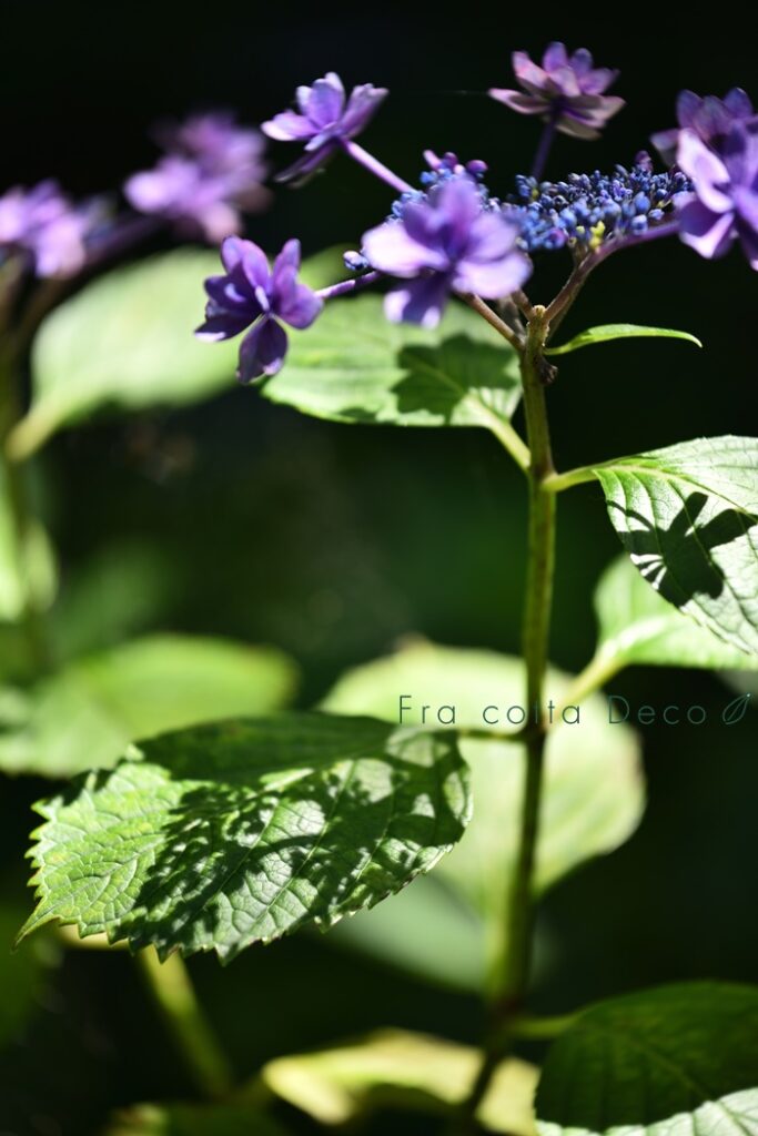 まるで白い絨毯のような紫陽花（アナベル）を探して。