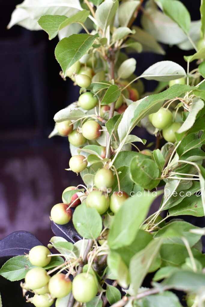 ～7月19日（金）本日入荷のお花～