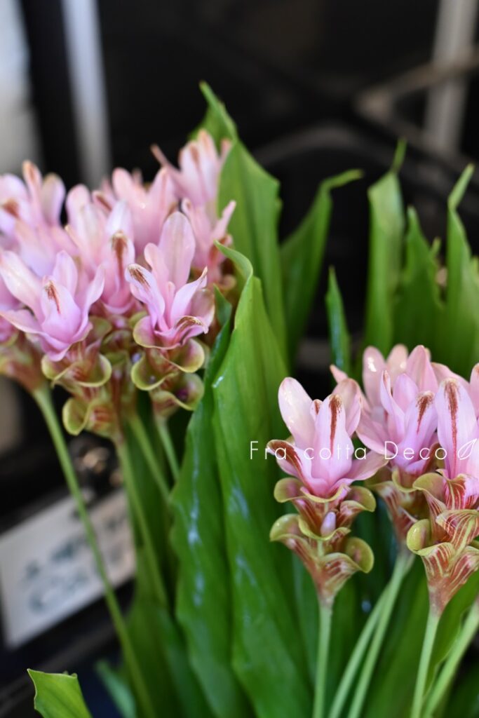 ～7月19日（金）本日入荷のお花～