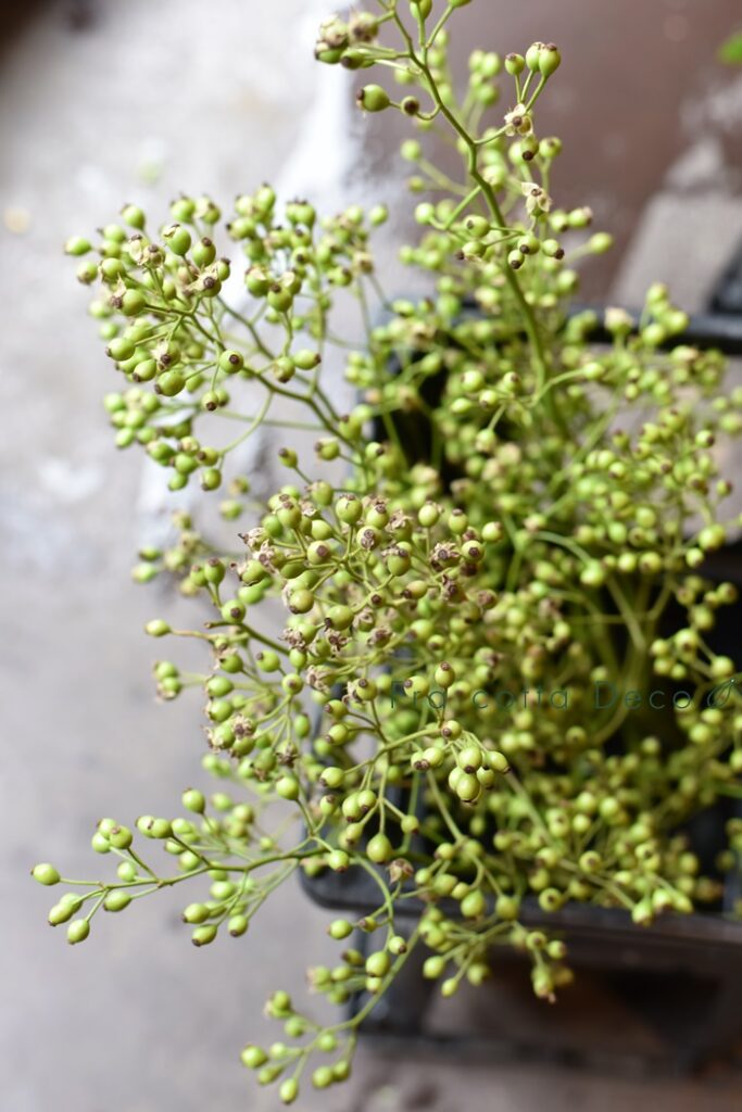 ～7月12日（金）本日入荷のお花～