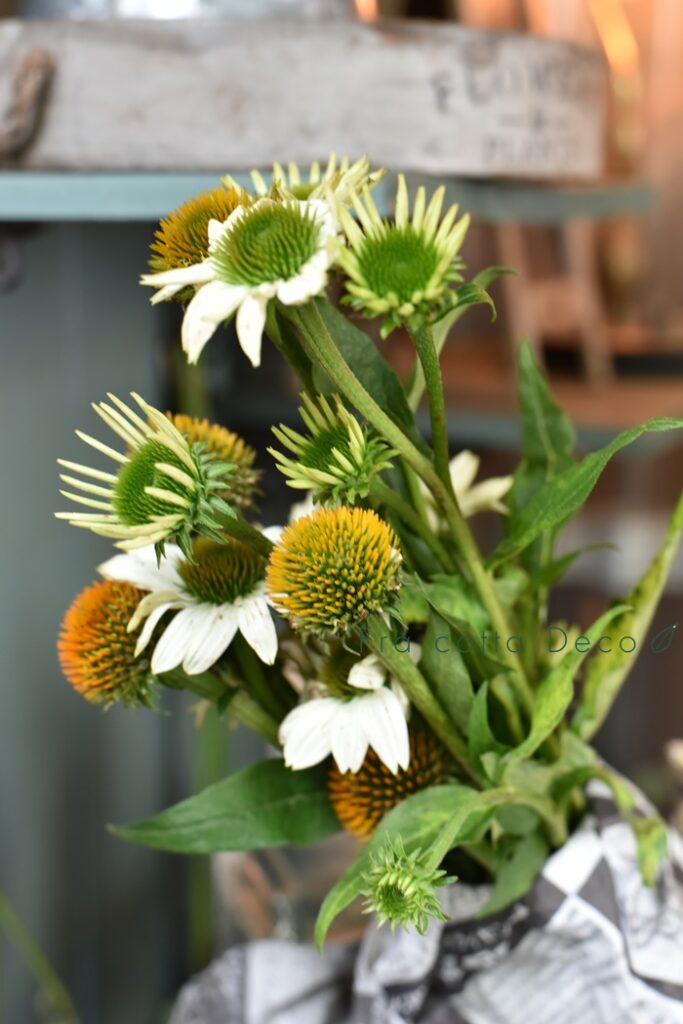 ～7月12日（金）本日入荷のお花～