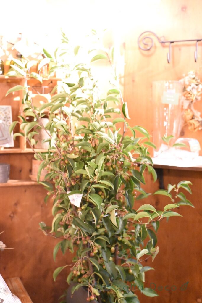 8月30日（金）本日入荷のお花