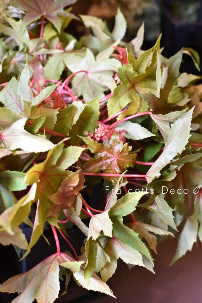 8月23日（金）本日入荷のお花