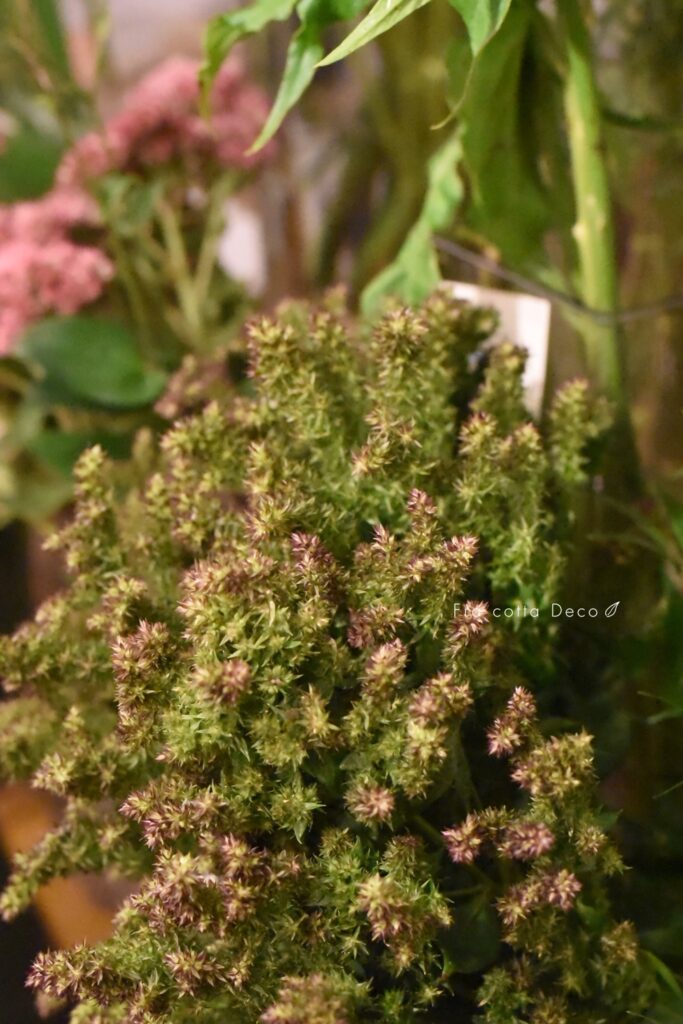 9/14(土)入荷のお花はドライのお花が揃っています