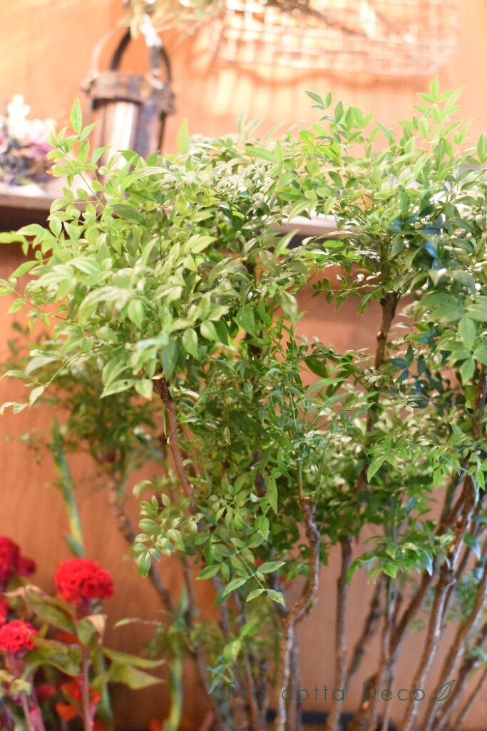 9月6日（金）本日入荷のお花