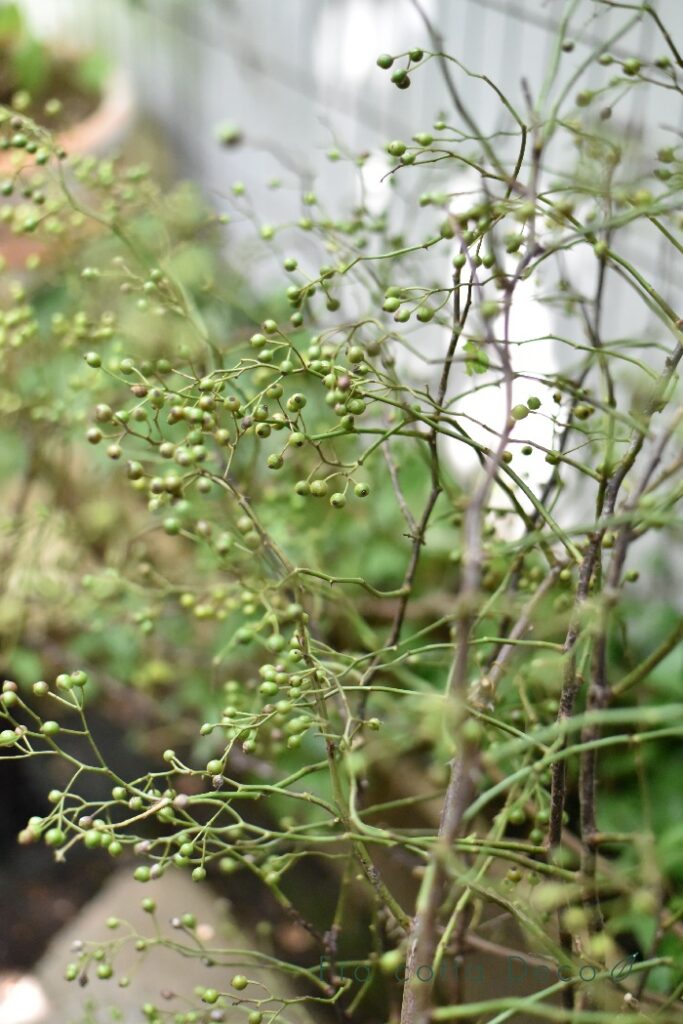 9月6日（金）本日入荷のお花