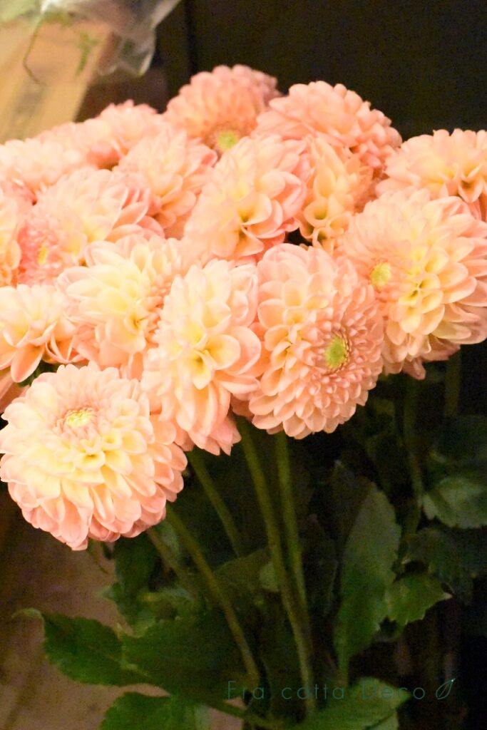 9月27日（金）本日入荷のお花