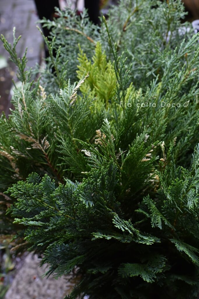 10月18日（金）本日入荷のお花