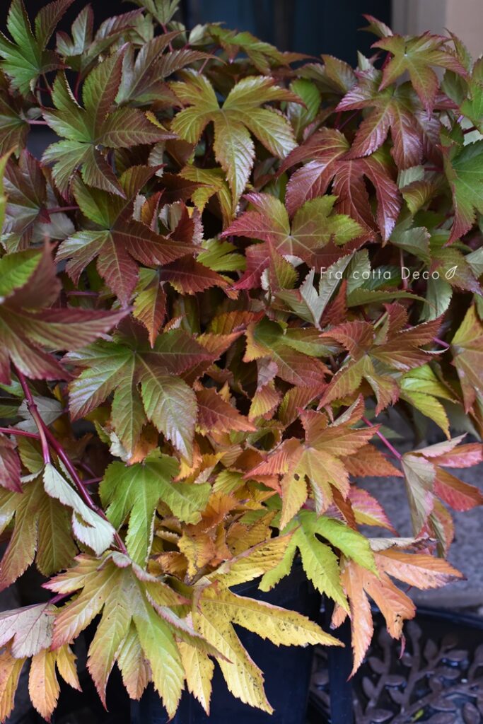 11月8日（金）本日入荷のお花