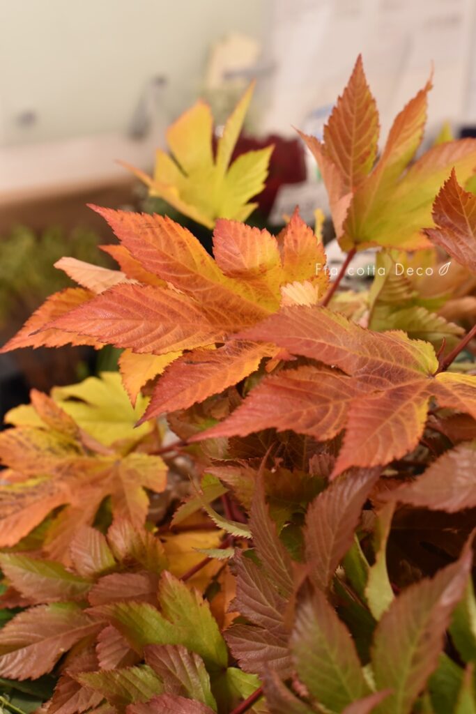 11月8日（金）本日入荷のお花