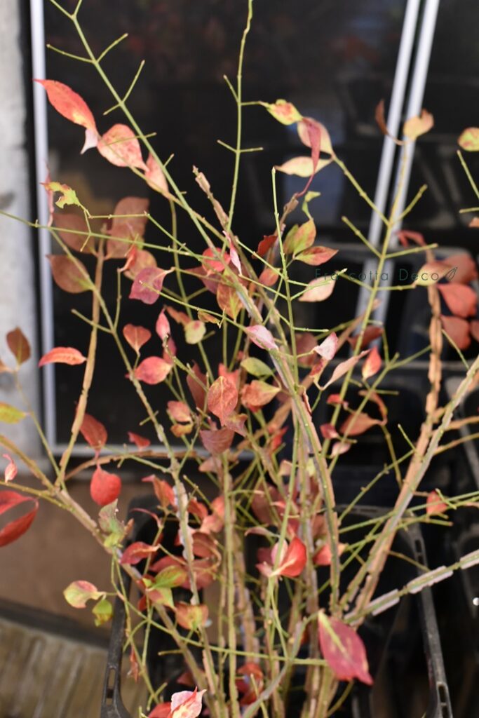 11月22日（金）本日入荷のお花
