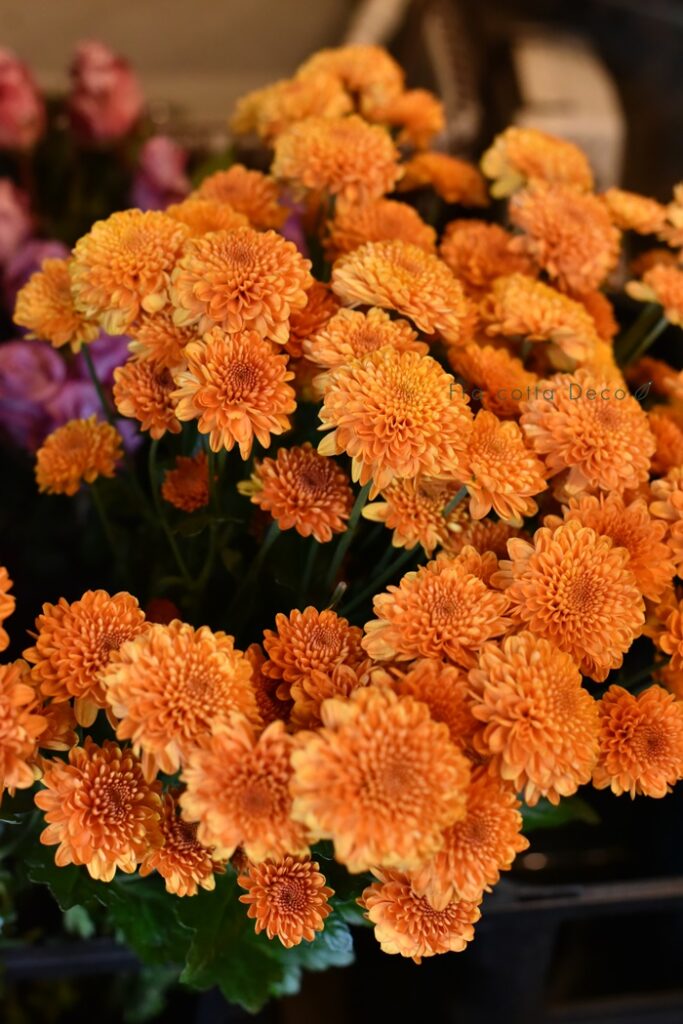 11月22日（金）本日入荷のお花