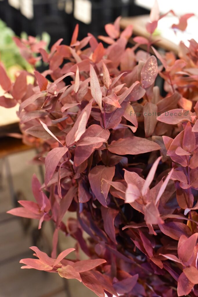 11月22日（金）本日入荷のお花