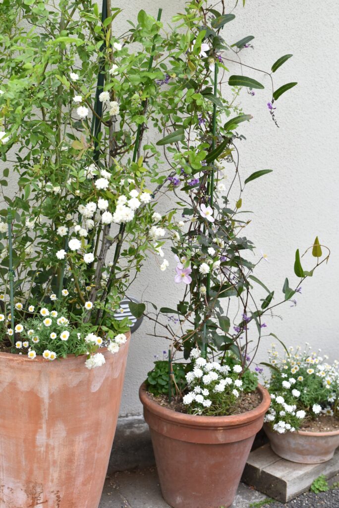 フラコッタ　デコの店の入り口で咲き乱れる「藤」の花。今年の状態は？
