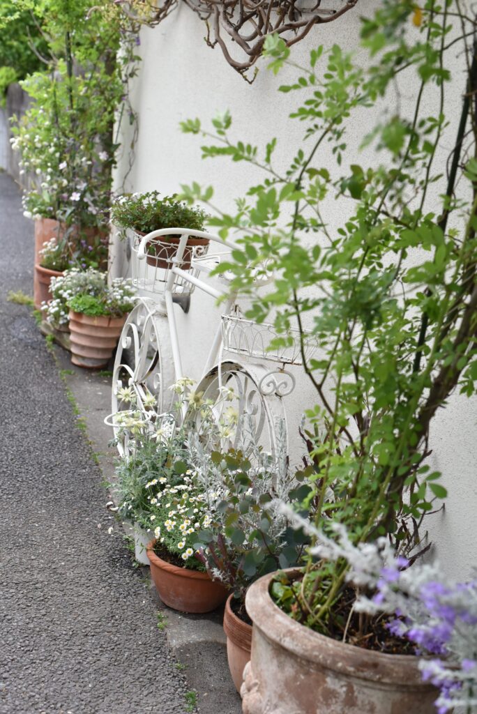 フラコッタ　デコの店の入り口で咲き乱れる「藤」の花。今年の状態は？