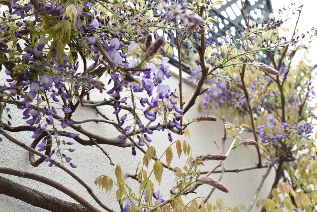 フラコッタ　デコの店の入り口で咲き乱れる「藤」の花。今年の状態は？
