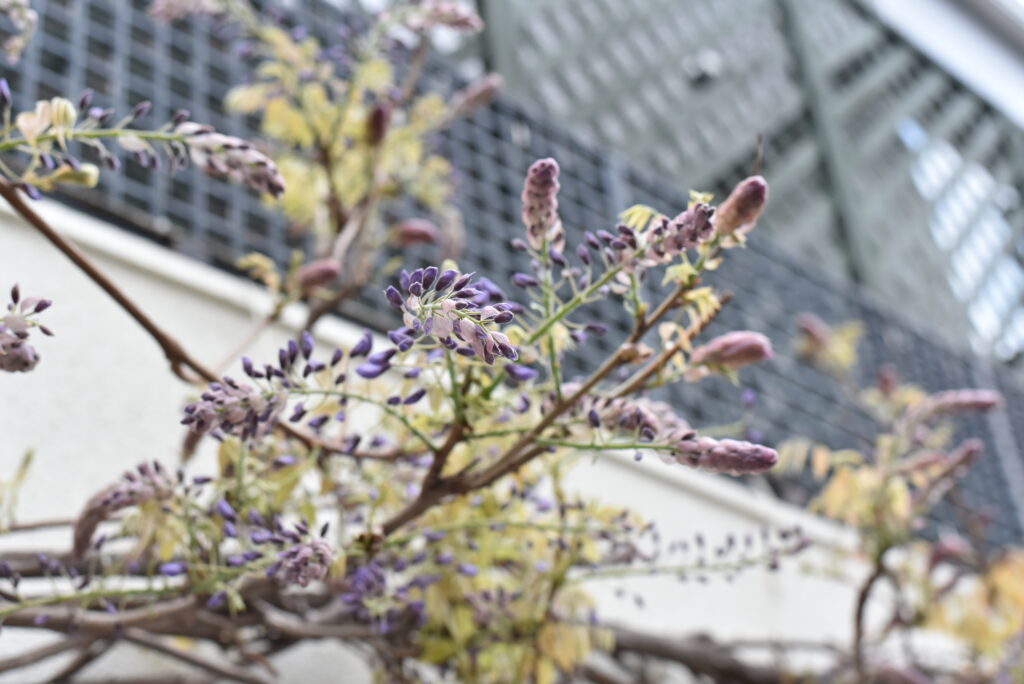 フラコッタ　デコの店の入り口で咲き乱れる「藤」の花。今年の状態は？