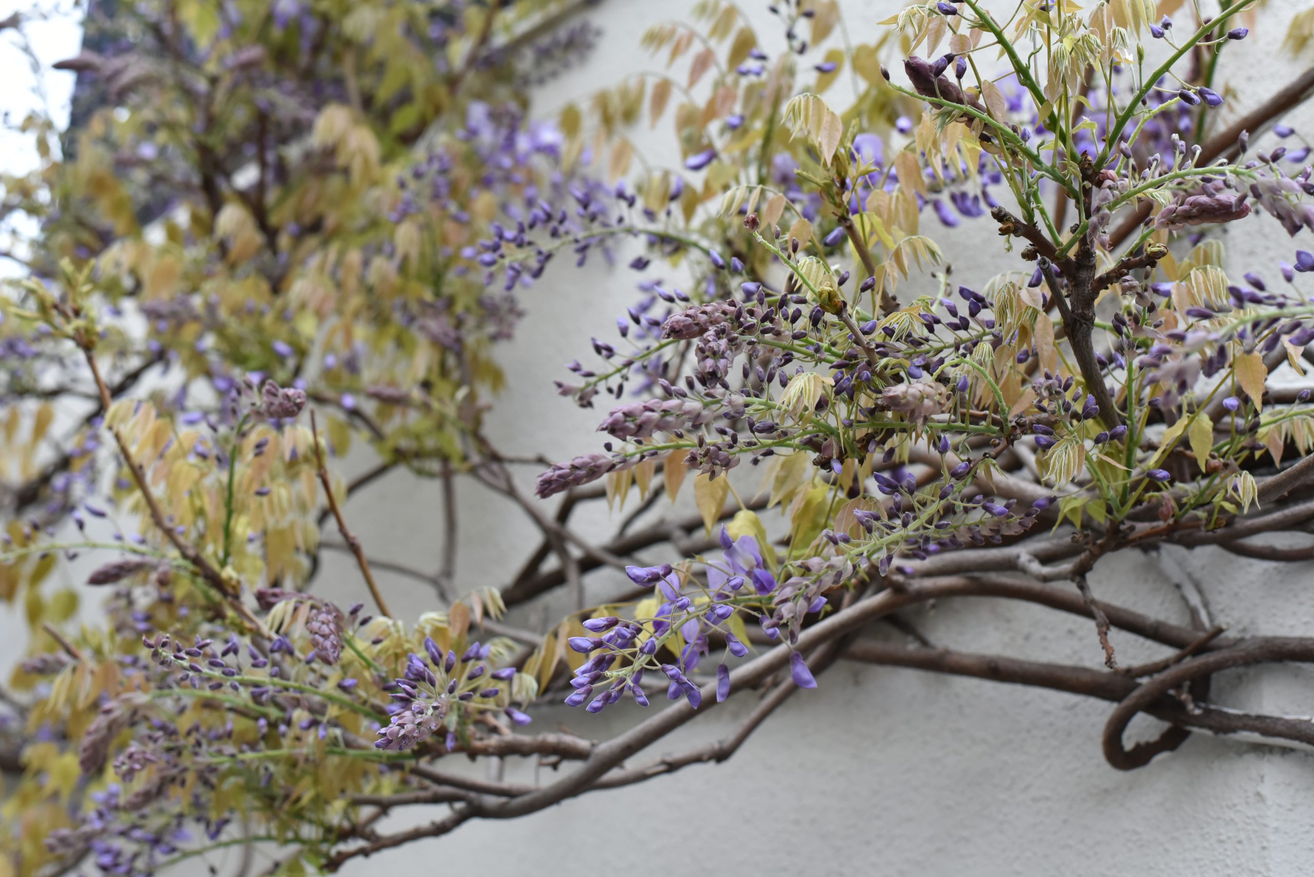 フラコッタ　デコの店の入り口で咲き乱れる「藤」の花。今年の状態は？