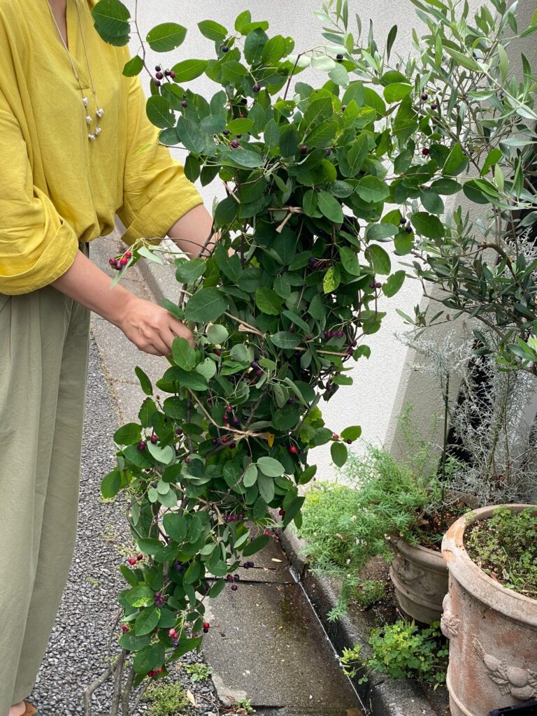 本日のオススメと、今後のリモートレッスンについて