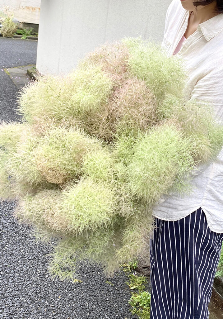 今週末はモフモフと長持ちな枝がオススメ