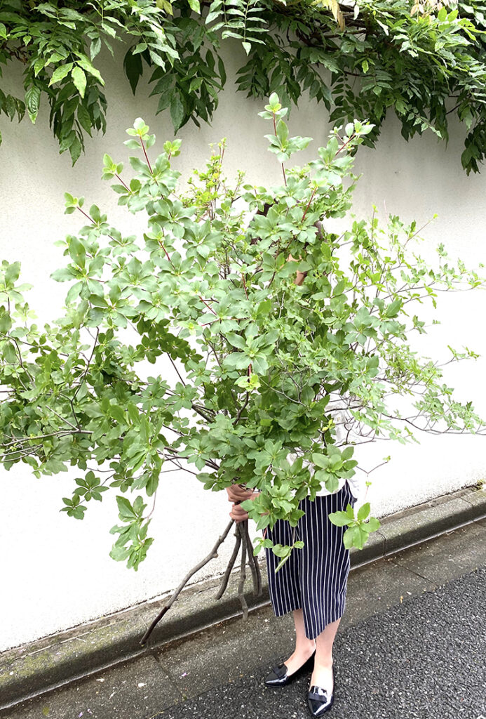 今週末はモフモフと長持ちな枝がオススメ