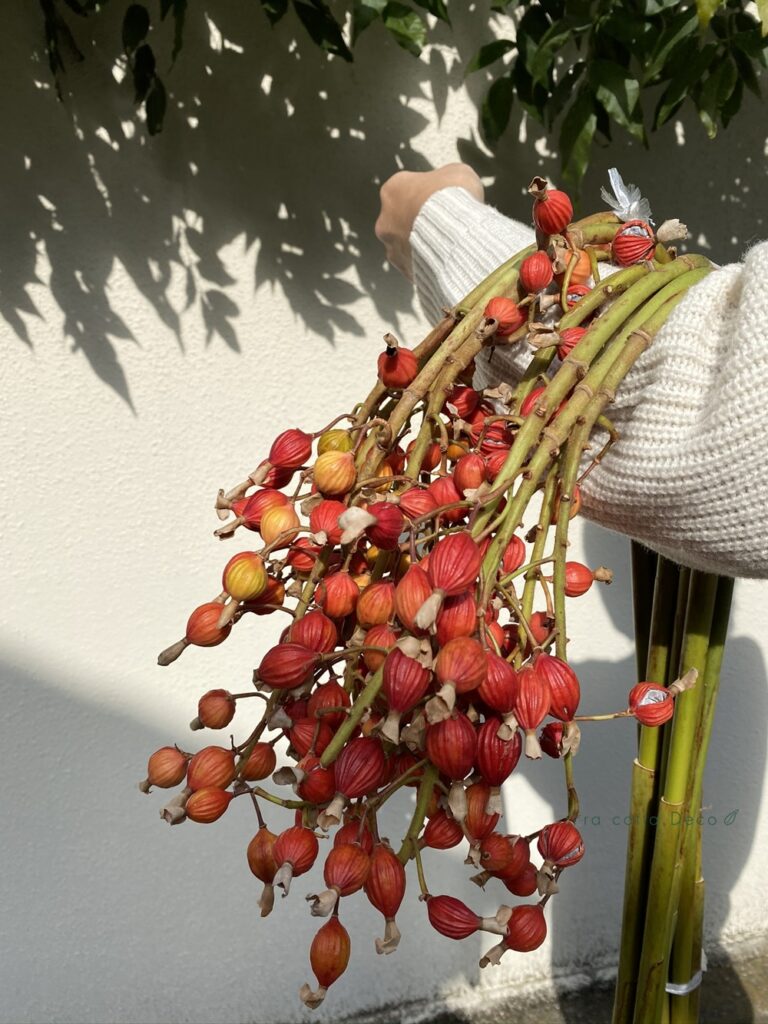 絶対に長持ち！ドライになるお花がたっぷりと入荷しました