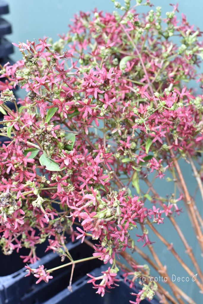 秋色のお花が入荷しています