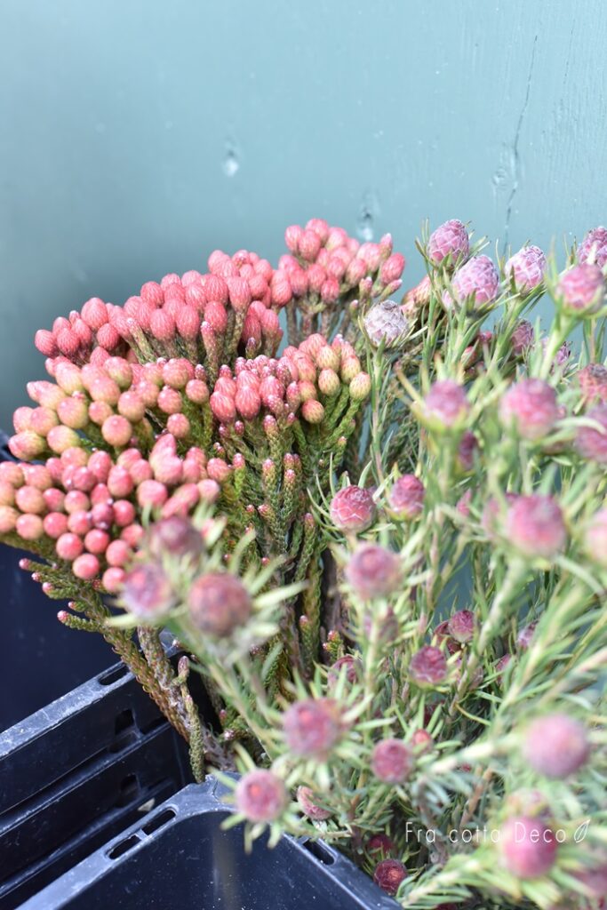 秋色のお花が入荷しています
