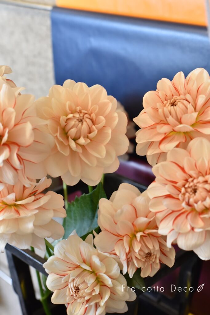 今週も赤や黄色のお花が入荷しています!