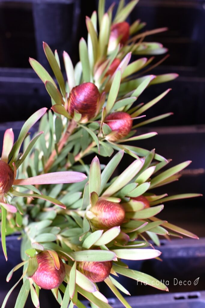 秋色のお花が入荷しています