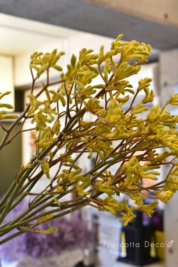 今週も赤や黄色のお花が入荷しています!