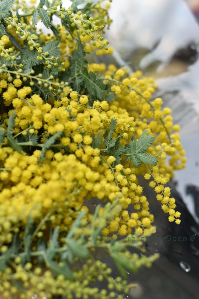 春のお花が入荷しています
