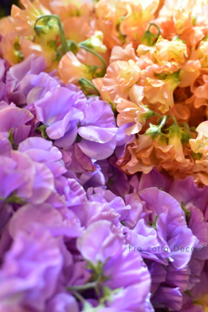 春のお花が入荷しています