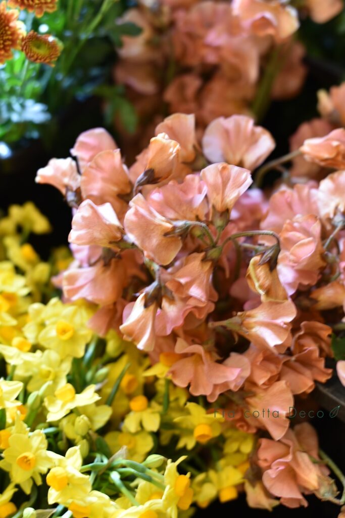 春のお花が入荷しています