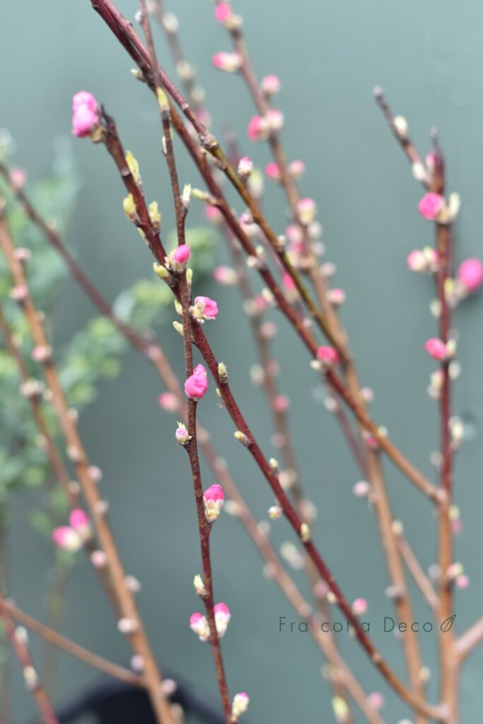 春の節句。桃や桜が入荷しています。