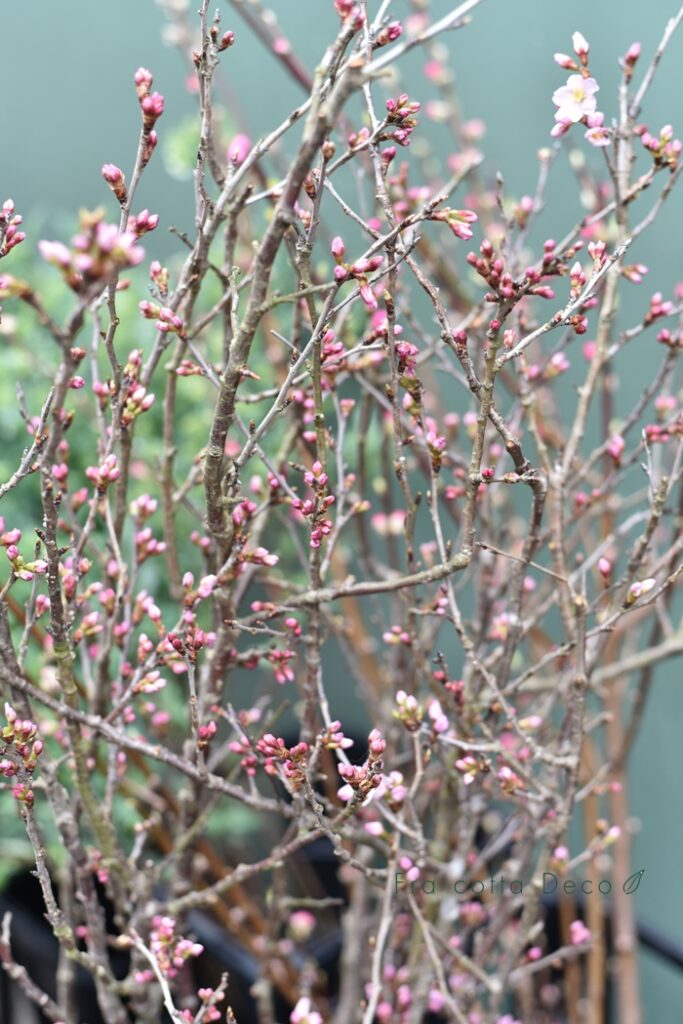 春の節句。桃や桜が入荷しています。