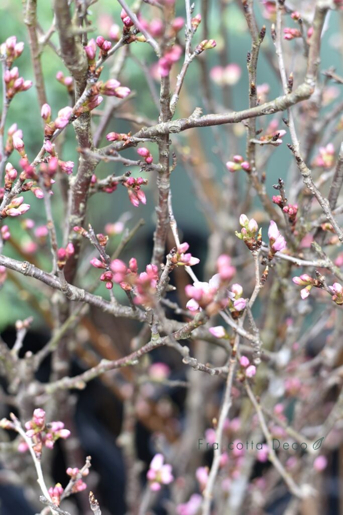 春の節句。桃や桜が入荷しています。