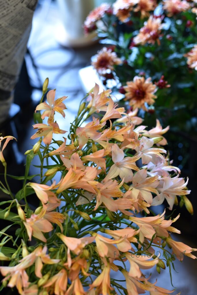 春の節句。桃や桜が入荷しています。