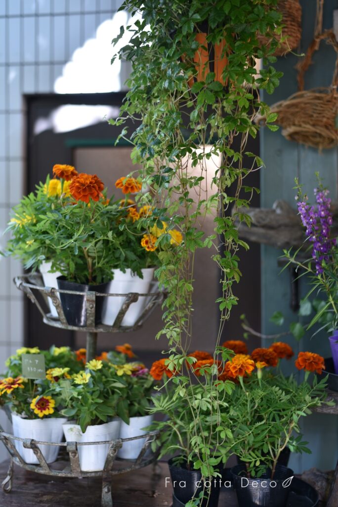 本日入荷のお花♪