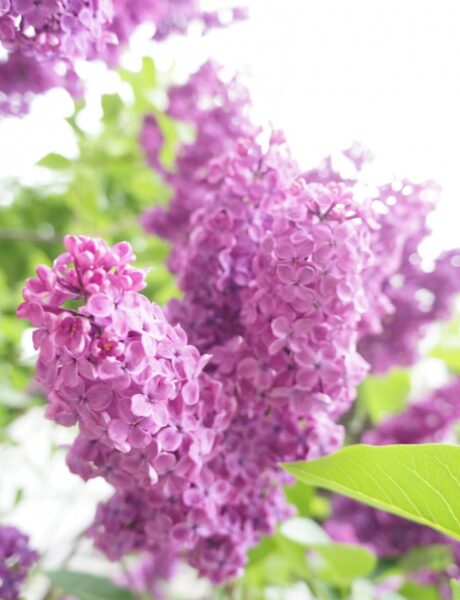 【季節の特別レッスンのご案内】4月28日（日）魅惑のライラックの特別花束作り