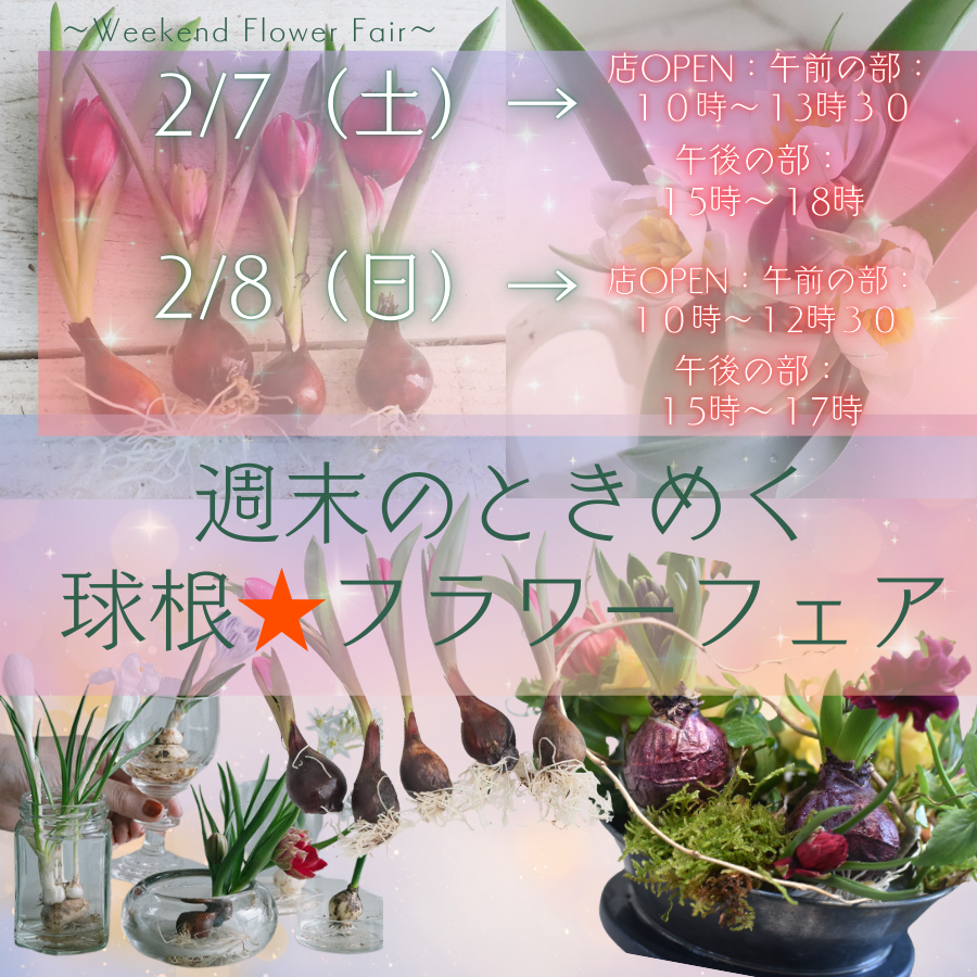 2/7(土）、2/8（日）は『球根フェア』！！遊びにおいで～！！