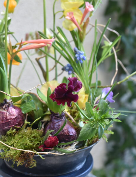 <b>【花暦（はなごよみ）｜春を迎える球根のしつらえ】2月単発レッスン</b>